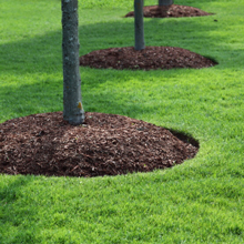 lawncare1